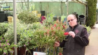 How to care for your Bottle Bush Callistemon [upl. by Trow]