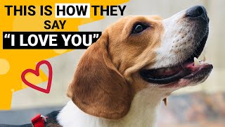 10 Signs that your Beagle Loves You the Most [upl. by Serene]