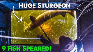 20 Sturgeon Swimming Through Our Best Spearing Highlights [upl. by Helli]