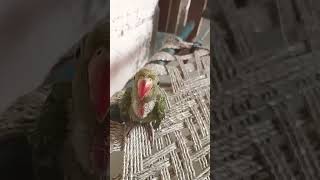 M Tota m Tota  Mithu Mithu parrot birds talkingparrot bolnewalatota [upl. by Irahcaz]