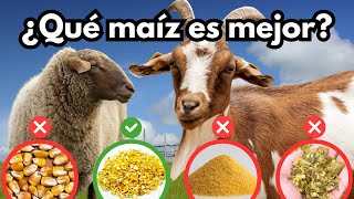 El maíz en la alimentación de pequeños rumiantes 🌽🐑🐐 [upl. by Sakram]