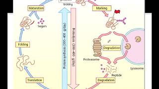 Katabolisme Protein 1 [upl. by Deragon]