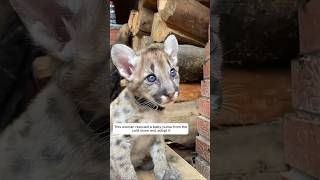 This woman rescued a baby puma from the cold snow and adopted it animalshorts puma [upl. by Notrub]