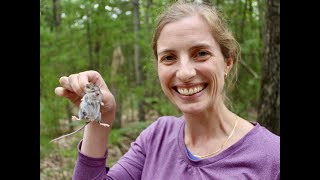 New UMBS Researcher Engages Students in Study of Mouse Parasites in Forest Ecosystems [upl. by Reldnahc703]