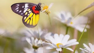 Beautiful Relaxing music Spa music Study music quotPeaceful Nature Walksquot by Tim Janis [upl. by Grondin68]