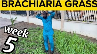 Week 5 How To Grow Brachiaria GrassMulato Grass For Livestock Are My Brachiaria Grass Destroyed [upl. by Gneh]