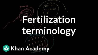 Fertilization terminology gametes zygotes haploid diploid  MCAT  Khan Academy [upl. by Milas]