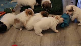 Coton de Tulear Puppies For Sale  Kaley amp Monet 62024 [upl. by Zahc777]