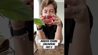 Manolya tohumu çimlendirme part 2  Soğuk Katlama 🐦‍🔥 doğa bitkiler magnolia seeds [upl. by Arrait394]