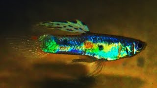 Brazilian Wild Guppy  Poecilia reticulata Rio Jufari ᴴᴰ [upl. by Anits]