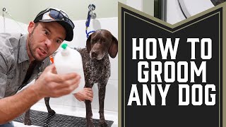 Grooming Dogs How To Bathe Your Dog [upl. by Streetman250]