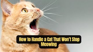 How to Handle a Cat That Won’t Stop Meowing Tips for Cat Owners [upl. by Stromberg]