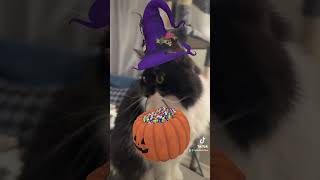 Pepper’s turn to trick or treat catsofyoutube halloween trickortreat [upl. by Grayce]