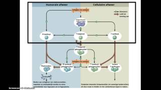 Afweer deel 3 specifieke afweer [upl. by Malvie123]