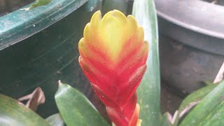 Bromeliad Vriesea plant with flaming sword flower [upl. by Etep980]