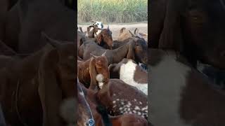 Beautiful Goats On Road goatsanimalsgoatmilkshortshortfeedsgoatsfarming [upl. by Eihcir774]