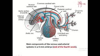 Development of arteries and veins in fetus [upl. by Crowley]