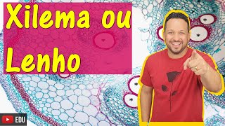 Xilema ou Lenho  Tecido Vascular  Tecido Adulto ou Permanente  Histologia vegetal  Botânica [upl. by Flavian345]