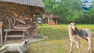 Переночевали с женой на дубахТрактор шумный но без него никак Расскрылось кто убивал наших утят [upl. by Budding]