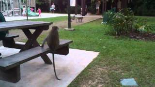 Monkeys Longtailed Macaques in Bukit Batok Nature Park Singapore [upl. by Sirraj]