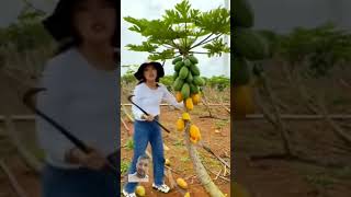 papaya fruit satisfying gardening garden modernfarmer agriculture cropmanage youtbeshorts [upl. by Heigho]