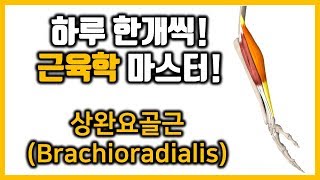 35 상완요골근위팔노근 Brachioradialis근육학 마스터referred painMPStrigger point [upl. by Eendyc188]