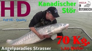 Kanadischer Stör mit 70 Kg  Anglerparadies Strasser  FULL HD [upl. by Nahsin]