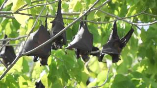 Indonesias Flying Foxes [upl. by Pitarys]