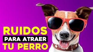 SONIDOS y Ruidos para Atraer a Tu PERRO 🐶 ❤️ [upl. by Friday]