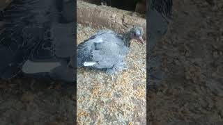 Loton baby fancy pigeon short  video 🕊️🕊️ [upl. by Callan]