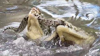 Crocodiles EAT Python TUG of WAR [upl. by Anaejer]