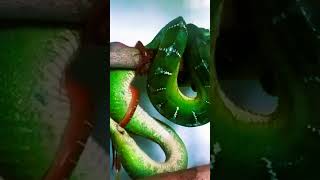 quotHow Snakes Give Birth Eggs or Live Babiesquot junglewildlife facts fascinatingwildlife [upl. by Justis]