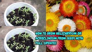 HOW TO GROW HELICHRYSUMACROCLINIUM FROM SEEDS WITH FULL UPDATES [upl. by Ygiaf]