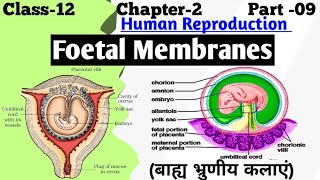 Fetal membranes  Extraembryonic Membranes  Amnion Chorion Yolk Sac and Allantois [upl. by Lrak]