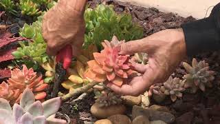 How to Prune Your Succulents [upl. by Goody15]