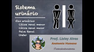 4 Cálices renais pelve renal e ureter  Sistema Urinário  Prof Lisley [upl. by Aihsenor968]