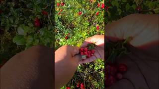 മുത്ത്പോലെ lingonberries 🍅🥰short shorts shortvideo family positivevibes mallusinfinland [upl. by Bradford]