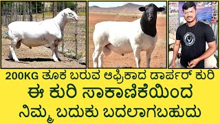 Dorper Sheep Farming in Madduru  KrushiLoka [upl. by Alyehc]