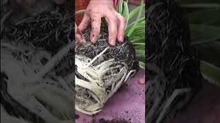 Tuto Jardinage chlorophytum Comment faire lEntretien et larrosage Plantes vertes dintérieur [upl. by Zedekiah]