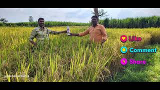 organic riceagricare organicagriculture agri organicfarming villagelife [upl. by Brand]