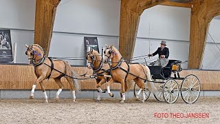 Stallion Show KWPN Gelders horse 15 April 2023 Ermelo [upl. by Hsaka]