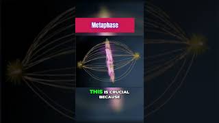 Metaphase of Mitosis 101 [upl. by Ettena]