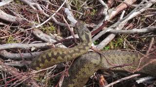 Adder Vipera berus [upl. by Eiroj]