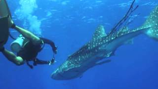 Whale Shark Rescue on the 24  02  2014 at Koh Tachai Pinnacle in Thailand [upl. by Dwyer107]