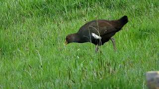 Tasmanian Native Hen eats Dandelion Seeds and Regrets it [upl. by Alaunnoif]