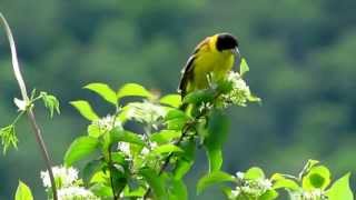 Birds in Istria Croatia [upl. by Alain402]