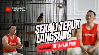 Murai Batu Kesayangan MrPrio Setelah Murai Batu Ohara Murai Batu Pitbul Adalah Murai Batu Jakalara [upl. by Cailean624]