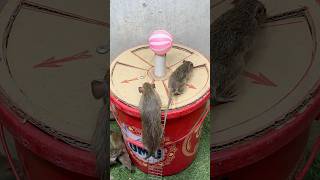 Best mouse trap ideagood rat traps at home rattrap mouse [upl. by Gnidleif]