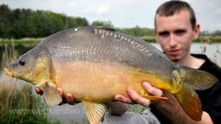 Łowienie karpii i karasii z pleśniawką na kulki metoda i feeder  wędkarstwo [upl. by Flori342]