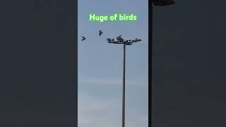 Birds Landing on the street lights trending wind viralvideo [upl. by Aitenev]